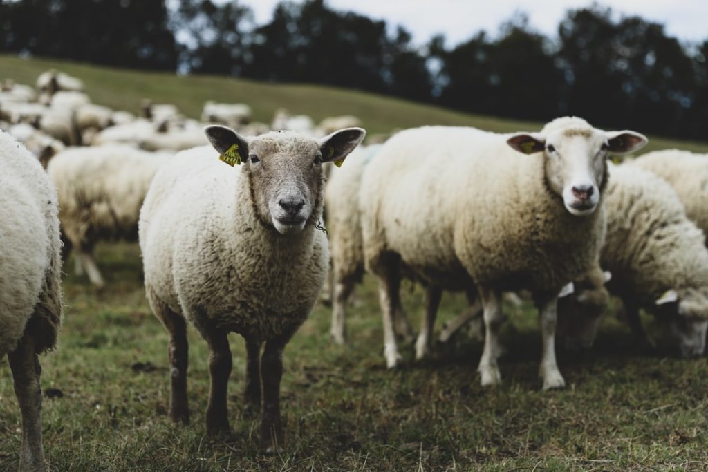 Les Moutons de l’Ouest : une solution pour entretenir les espaces verts