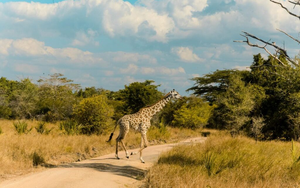 Quel budget pour un safari en famille en Tanzanie ?