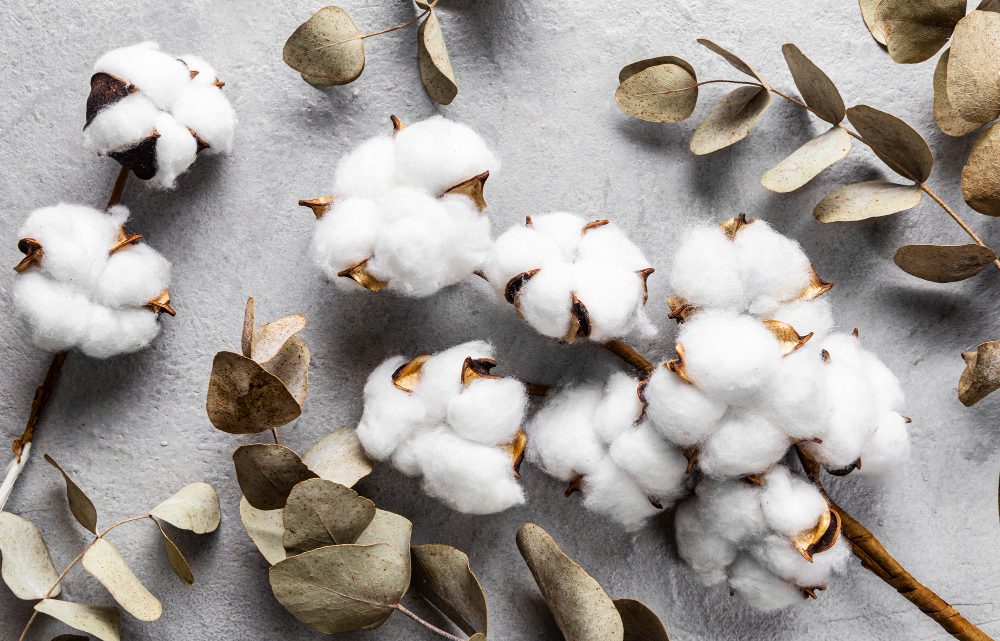 Pourquoi choisir le coton bio pour ses sous-vêtements ?