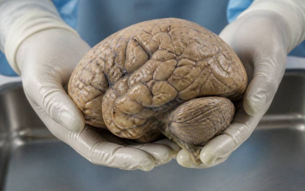 Combien pèse un cerveau humain ?