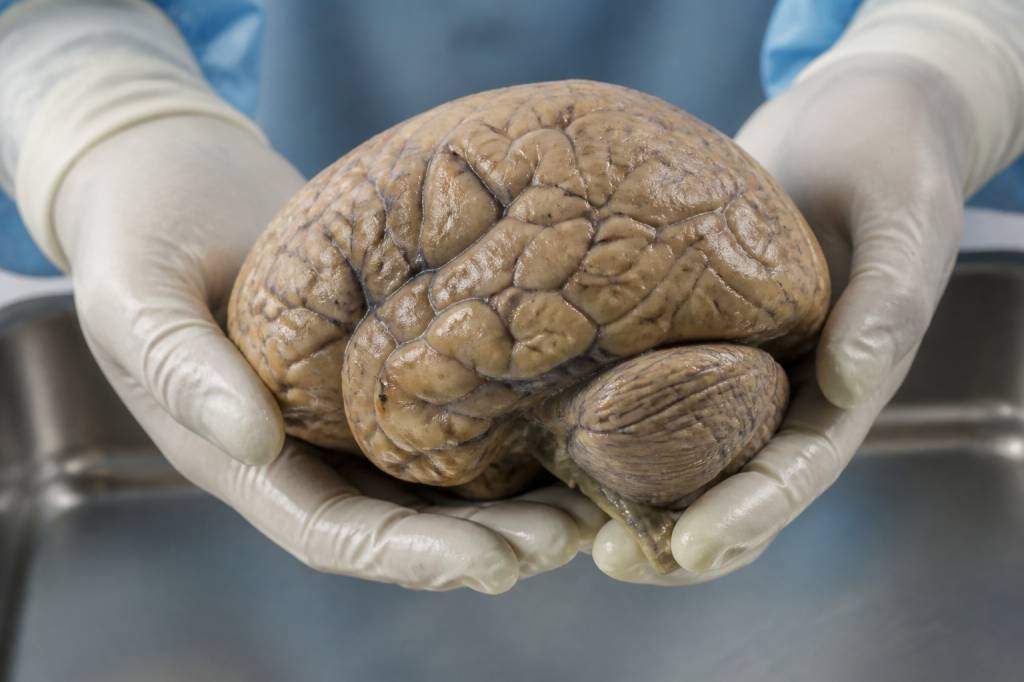 Combien pèse un cerveau humain ?