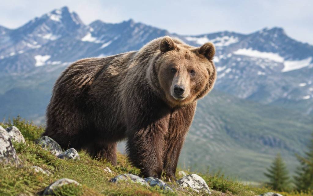 Définition ours : caractéristiques, habitat et comportement de cet animal sauvage