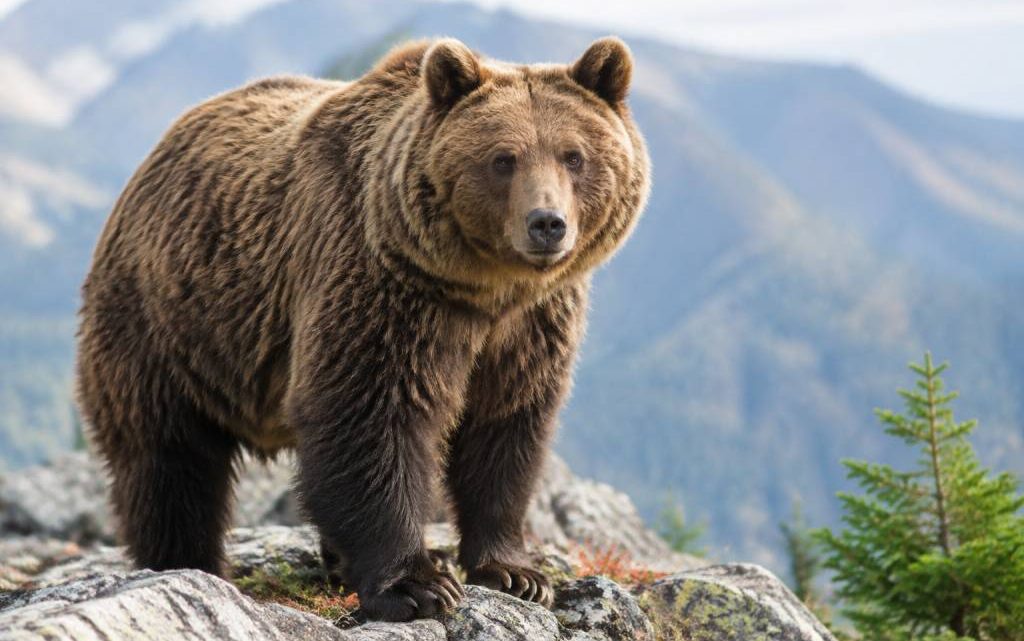 Ours journal : l’actualité et les informations essentielles sur les ours
