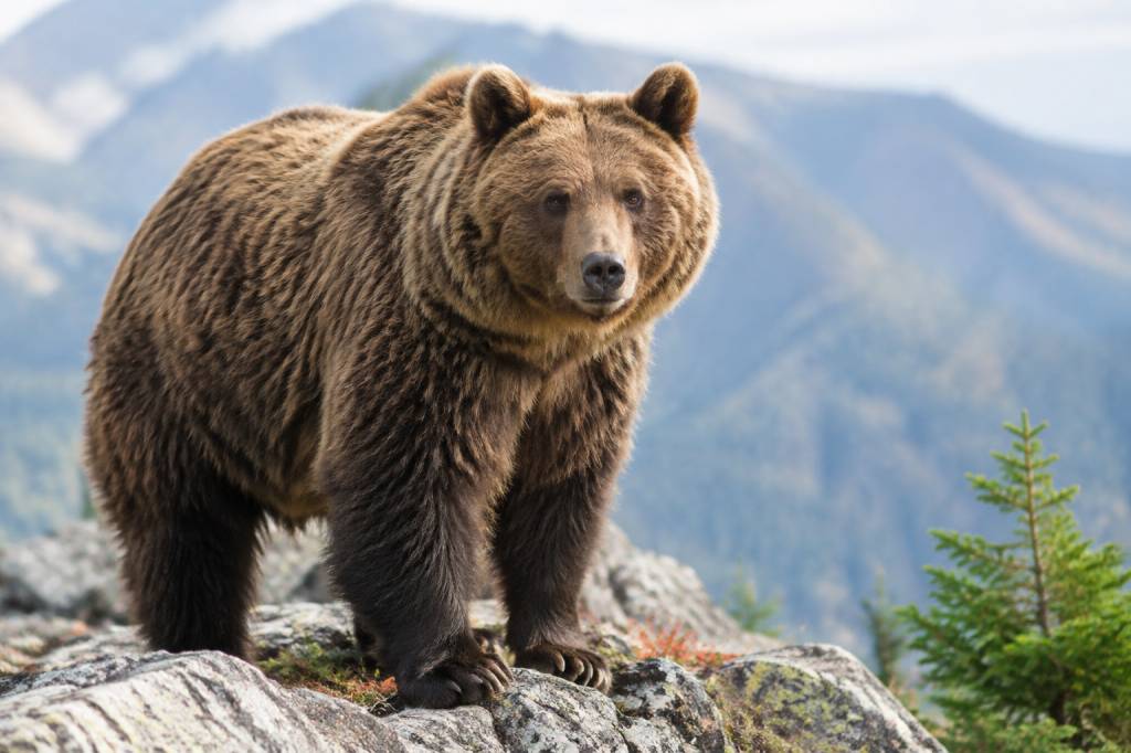 Ours journal : l’actualité et les informations essentielles sur les ours
